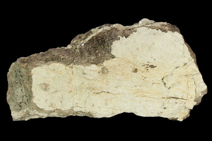 Fossil Triceratops Bone Section - North Dakota #117492